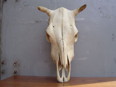 Cow%27s-skull.jpg