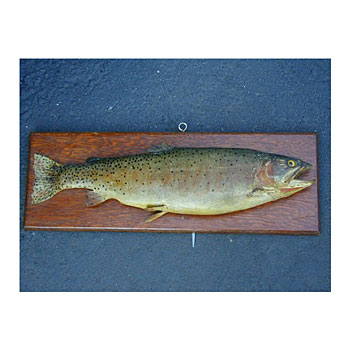 Fish,mounted trout,1940's