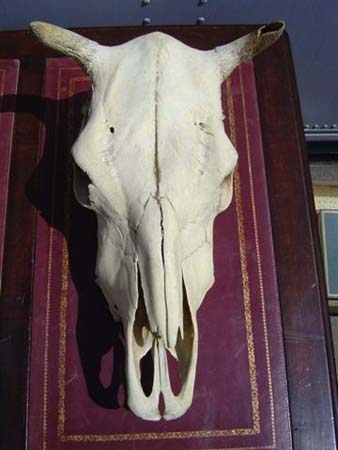 skull,cow