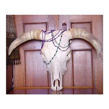 skull,cow,big horns