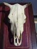 skull,cow